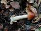 Rőt selyemgomba (Amanita fulva), Zemplén